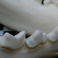 Dentición inferior (1785 visitas) Lynx lynx - Joven adulto - Elemento derechoColección : P. Fosse - País : Polonia Dentición inferior