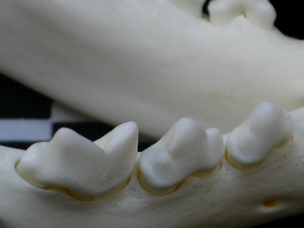 Dentition inférieure (1785 visites) Lynx lynx - Jeune adulte - Élément droitCollection : P. Fosse - Pays : Pologne
Dentition inférieure