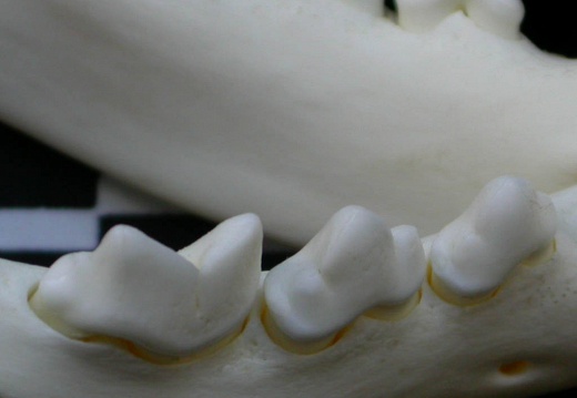 Lower teeth