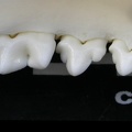 Dentición inferior (1852 visitas) Lynx lynx - Joven adulto - Elemento derechoColección : P. Fosse - País : Polonia Dentición inferior