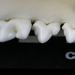 Dentition inférieure (1852 visites) Lynx lynx - Jeune adulte - Élément droitCollection : P. Fosse - Pays : Pologne
Dentition inférieure