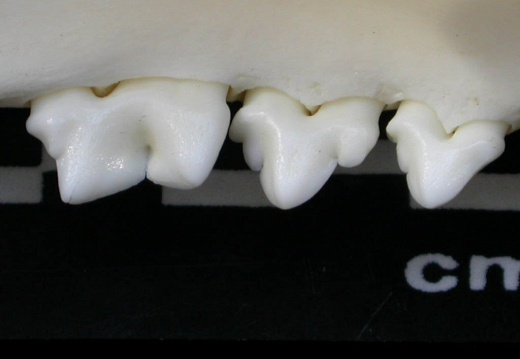 Lower teeth