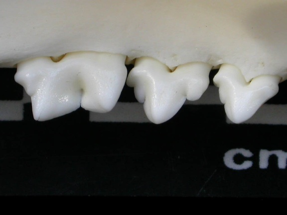 Dentition inférieure (1851 visites) Lynx lynx - Jeune adulte - Élément droitCollection : P. Fosse - Pays : Pologne
Dentition inférieure