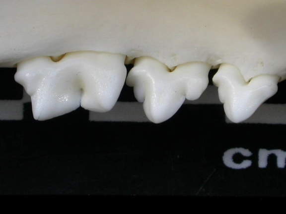 Lower teeth