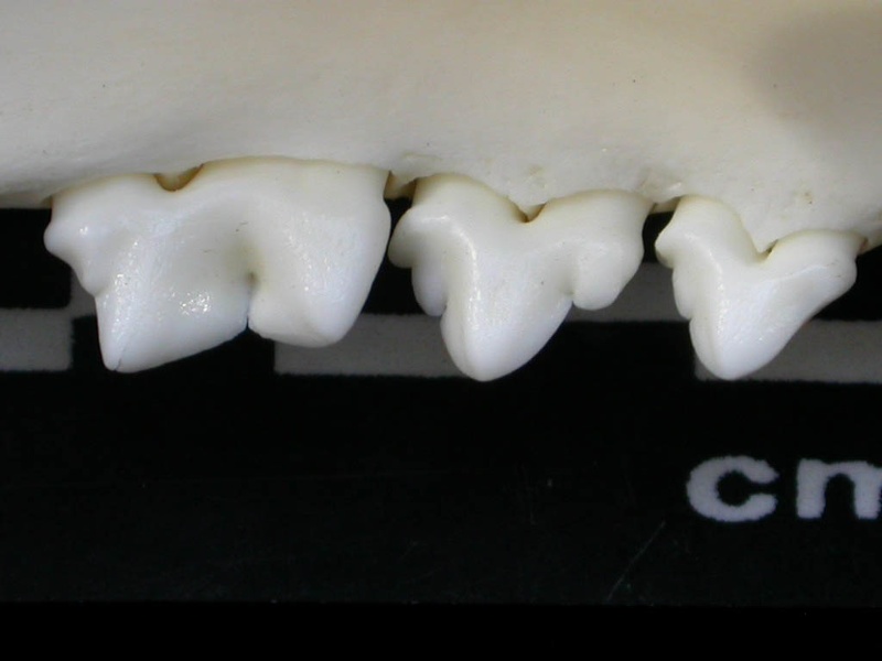 Dentition inférieure (1852 visites) Lynx lynx - Jeune adulte - Élément droitCollection : P. Fosse - Pays : Pologne
Dentition inférieure
