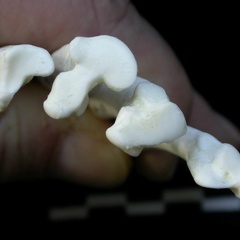 Metatarsals: proximale part (16958 visits) Lynx lynx - Young adult - Right elementsCollection: P. Fosse - Country: Poland Metatarsals: proximale part