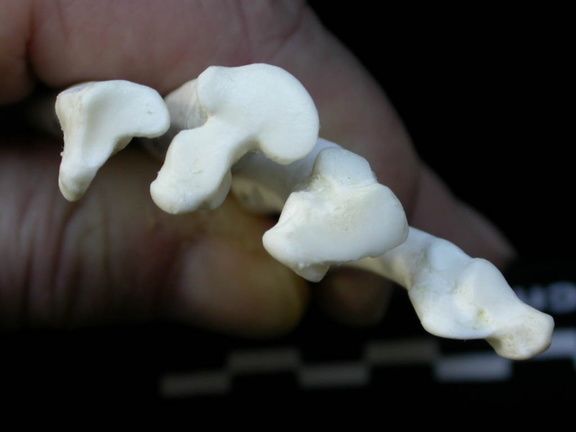 Métatarsiens : partie proximale