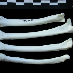 Metatarsals (15679 visits) Lynx lynx - Young adult - Right elementsCollection: P. Fosse - Country: Poland Metatarsals