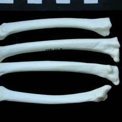 Metatarsals (15347 visits) Lynx lynx - Young adult - Right elementsCollection: P. Fosse - Country: Poland Metatarsals