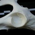 Coxal: acetabulum