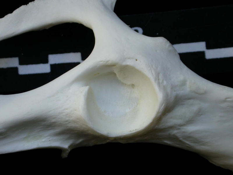 Coxal: acetabulum