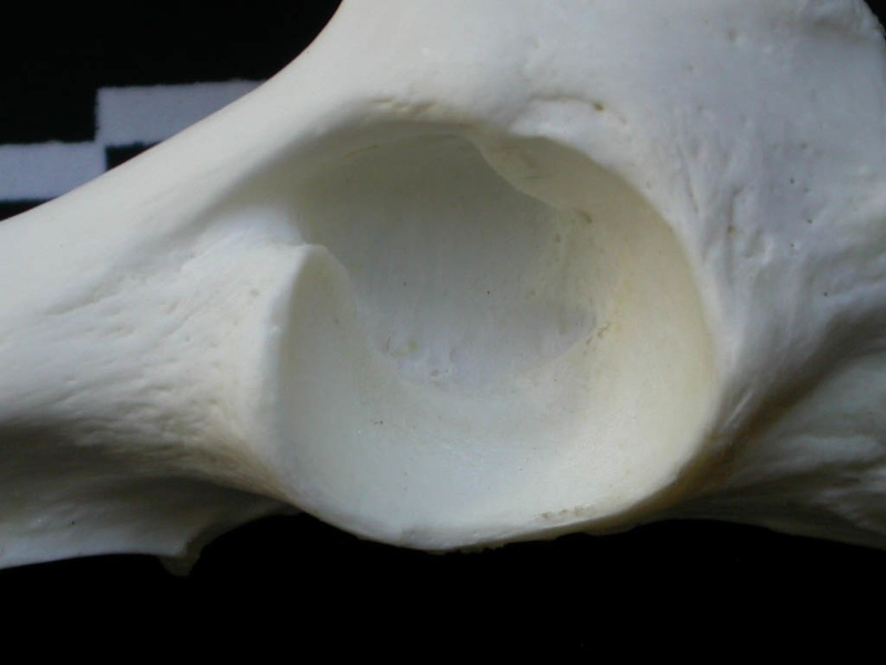 Coxal: acetabulum