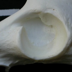 Coxal: acetabulum