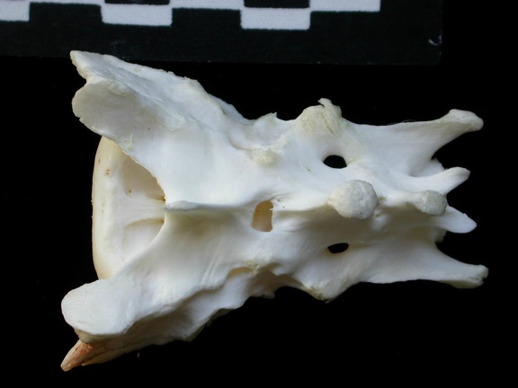 Sacrum