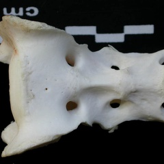 Sacrum (1813 visites) Lynx lynx - Jeune adulteCollection : P. Fosse - Pays : Pologne
Sacrum