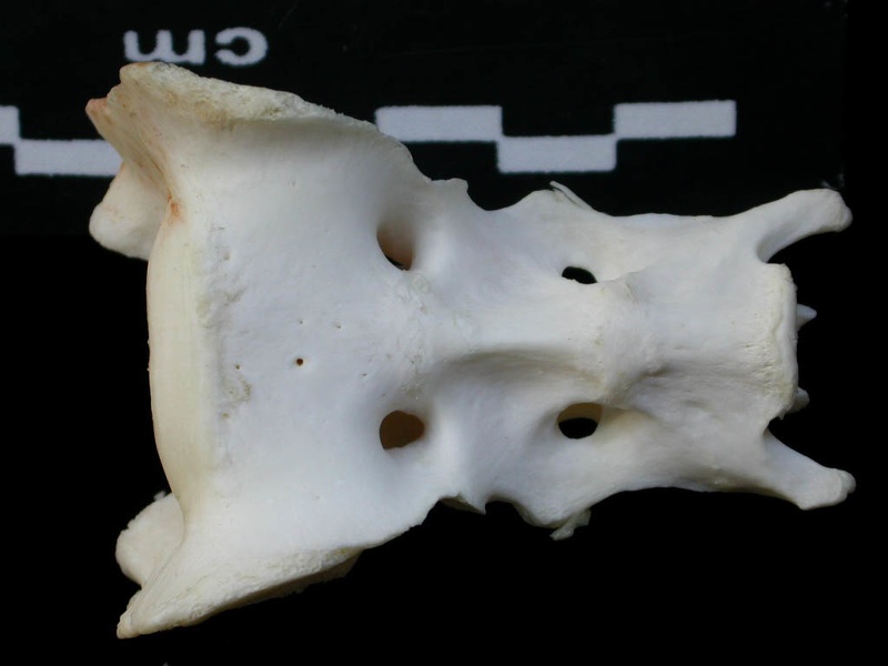 Sacrum (1812 visites) Lynx lynx - Jeune adulteCollection : P. Fosse - Pays : Pologne
Sacrum