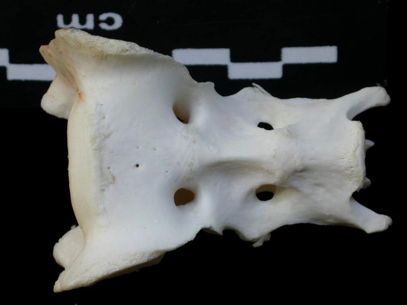 Sacrum