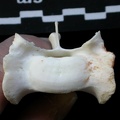 Sacrum : vue antérieure (13746 visites) Lynx lynx - Jeune adulteCollection : P. Fosse - Pays : Pologne
Sacrum : vue antérieure