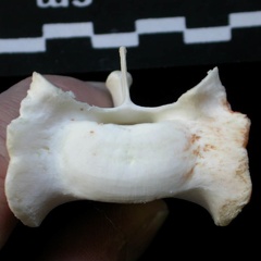 Sacrum : vue antérieure (13679 visites) Lynx lynx - Jeune adulteCollection : P. Fosse - Pays : Pologne
Sacrum : vue antérieure
