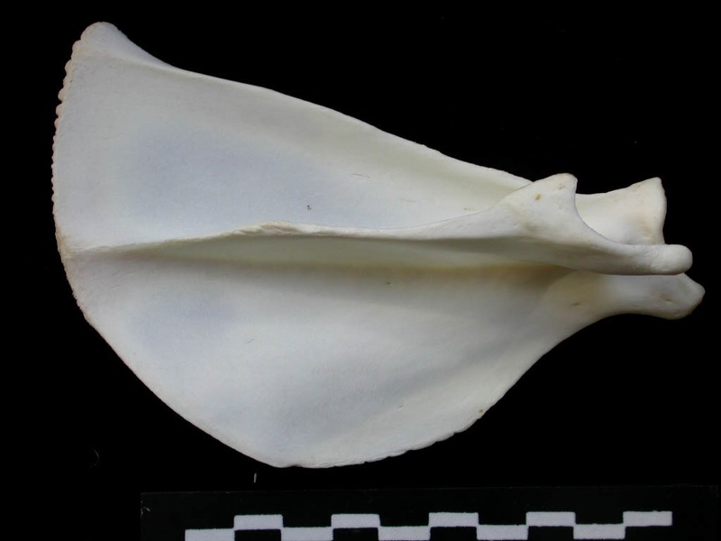 Scapula : vue latérale (1722 visites) Lynx lynx - Jeune adulte - Élément gaucheCollection : P. Fosse - Pays : Pologne
Scapula : vue latérale