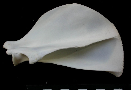 Scapula : vue latérale