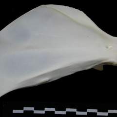 Scapula : vue médiale (14847 visites) Lynx lynx - Jeune adulte - Élément gaucheCollection : P. Fosse - Pays : Pologne
Scapula : vue médiale