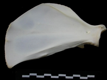 Scapula : vue médiale (14831 visites) Lynx lynx - Jeune adulte - Élément gaucheCollection : P. Fosse - Pays : Pologne
Scapula : vue médiale