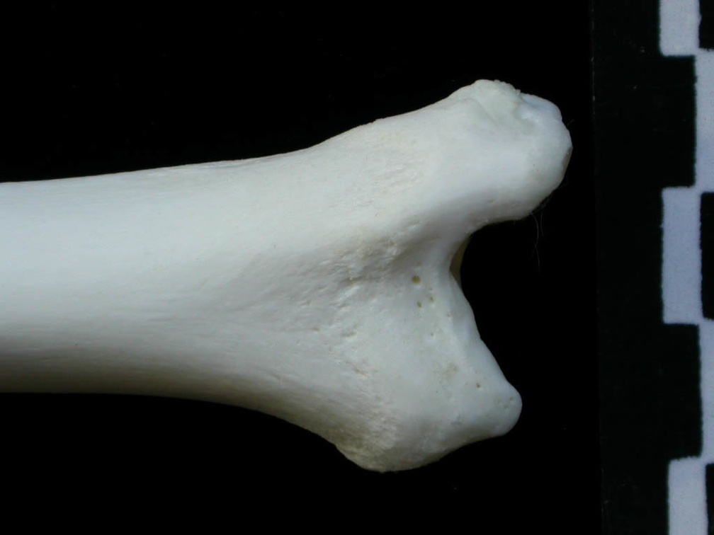 Tibia : partie distale (1820 visites) Lynx lynx - Jeune adulte - Élément droitCollection : P. Fosse - Pays : Pologne
Tibia : partie distale