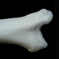 Tibia : parte distal (1826 visitas) Lynx lynx - Joven adulto - Elemento derechoColección : P. Fosse - País : Polonia Tibia : parte distal