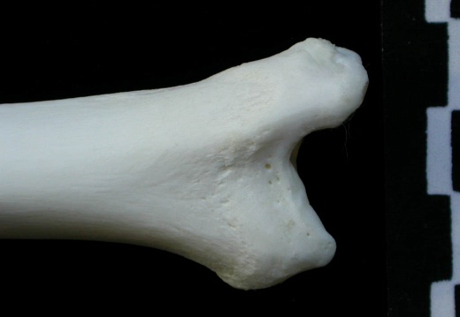 Tibia : partie distale (1820 visites) Lynx lynx - Jeune adulte - Élément droitCollection : P. Fosse - Pays : Pologne
Tibia : partie distale