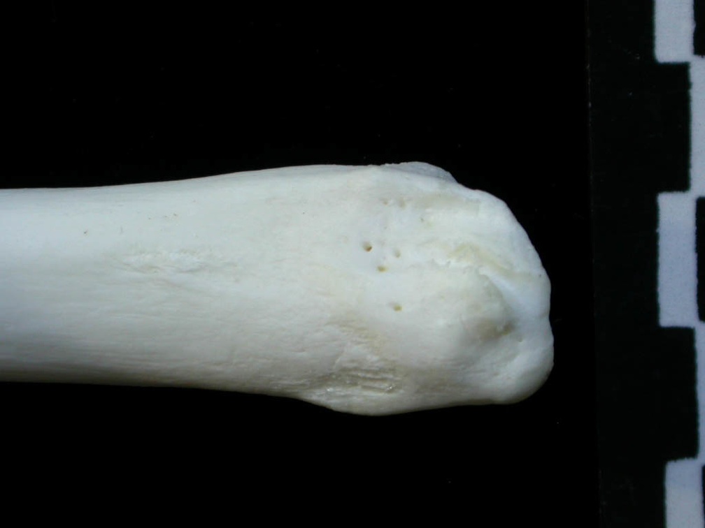 Tibia : partie distale (1780 visites) Lynx lynx - Jeune adulte - Élément droitCollection : P. Fosse - Pays : Pologne
Tibia : partie distale