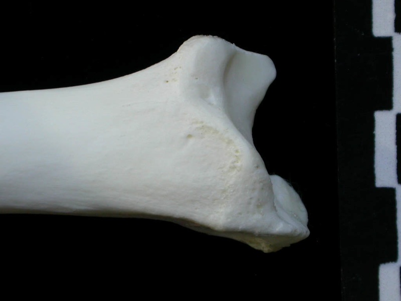 Tibia : partie distale (1643 visites) Lynx lynx - Jeune adulte - Élément droitCollection : P. Fosse - Pays : Pologne
Tibia : partie distale