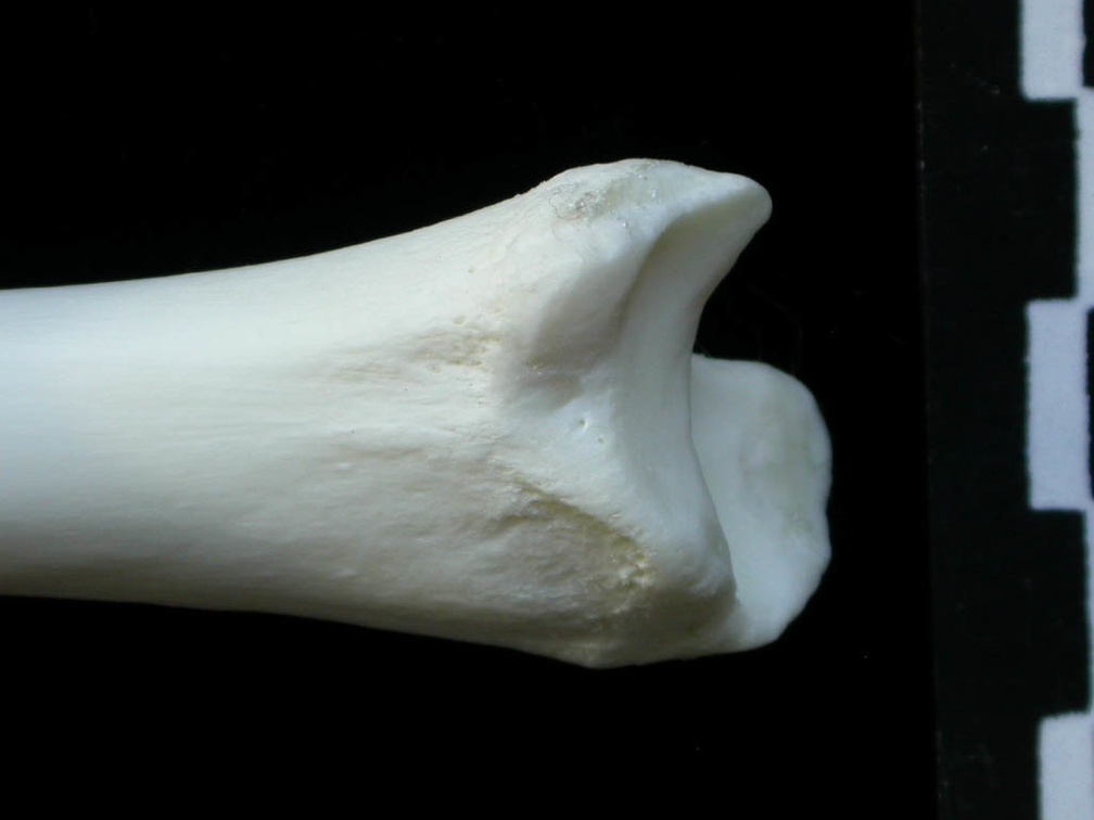 Tibia : partie distale (1744 visites) Lynx lynx - Jeune adulte - Élément droitCollection : P. Fosse - Pays : Pologne
Tibia : partie distale
