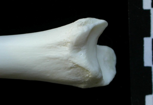 Tibia : partie distale (1744 visites) Lynx lynx - Jeune adulte - Élément droitCollection : P. Fosse - Pays : Pologne
Tibia : partie distale