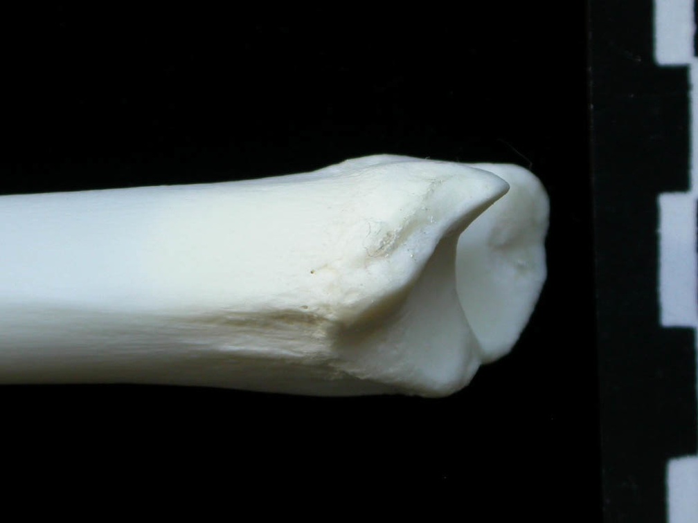 Tibia : partie distale (14258 visites) Lynx lynx - Jeune adulte - Élément droitCollection : P. Fosse - Pays : Pologne
Tibia : partie distale
