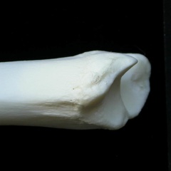 Tibia : partie distale (14306 visites) Lynx lynx - Jeune adulte - Élément droitCollection : P. Fosse - Pays : Pologne
Tibia : partie distale