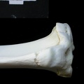 Tibia : partie proximale (1827 visites) Lynx lynx - Jeune adulte - Élément droitCollection : P. Fosse - Pays : Pologne
Tibia : partie proximale