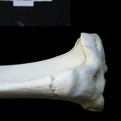 Tibia : partie proximale (1831 visites) Lynx lynx - Jeune adulte - Élément droitCollection : P. Fosse - Pays : Pologne
Tibia : partie proximale