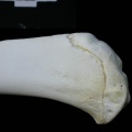 Tibia : partie proximale (1857 visites) Lynx lynx - Jeune adulte - Élément droitCollection : P. Fosse - Pays : Pologne
Tibia : partie proximale