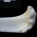 Tibia : partie proximale (1746 visites) Lynx lynx - Jeune adulte - Élément droitCollection : P. Fosse - Pays : Pologne
Tibia : partie proximale