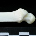Ulna : partie distale (14224 visites) Lynx lynx - Jeune adulte - Élément gaucheCollection : P. Fosse - Pays : Pologne
Ulna : partie distale