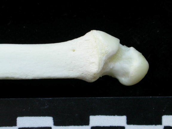 Ulna : partie distale (14224 visites) Lynx lynx - Jeune adulte - Élément gaucheCollection : P. Fosse - Pays : Pologne
Ulna : partie distale