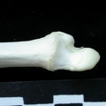 Ulna : partie distale (14638 visites) Lynx lynx - Jeune adulte - Élément gaucheCollection : P. Fosse - Pays : Pologne
Ulna : partie distale