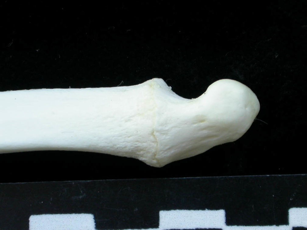 Ulna : partie distale (14692 visites) Lynx lynx - Jeune adulte - Élément gaucheCollection : P. Fosse - Pays : Pologne
Ulna : partie distale