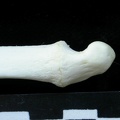 Ulna : partie distale (14717 visites) Lynx lynx - Jeune adulte - Élément gaucheCollection : P. Fosse - Pays : Pologne
Ulna : partie distale