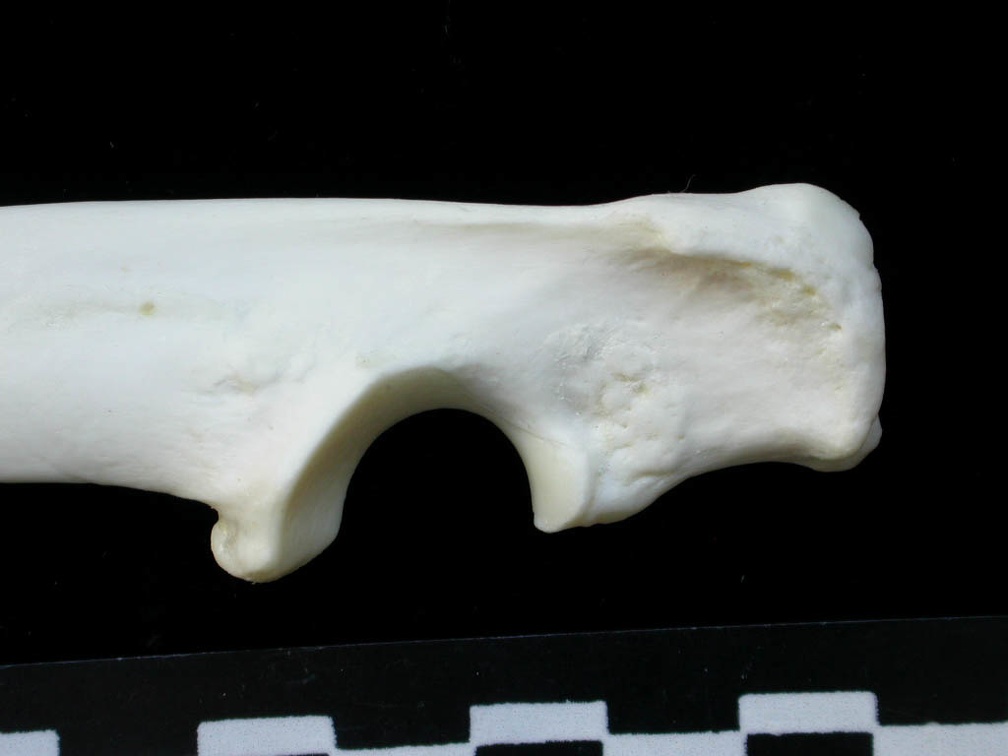 Ulna : partie proximale (13859 visites) Lynx lynx - Jeune adulte - Élément gaucheCollection : P. Fosse - Pays : Pologne
Ulna : partie proximale