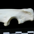 Ulna : partie proximale (13867 visites) Lynx lynx - Jeune adulte - Élément gaucheCollection : P. Fosse - Pays : Pologne
Ulna : partie proximale