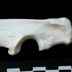 Ulna: proximale part (13934 visits) Lynx lynx - Young adult - Left elementCollection: P. Fosse - Country: Poland Ulna: proximale part