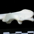 Ulna : partie proximale (13926 visites) Lynx lynx - Jeune adulte - Élément gaucheCollection : P. Fosse - Pays : Pologne
Ulna : partie proximale
