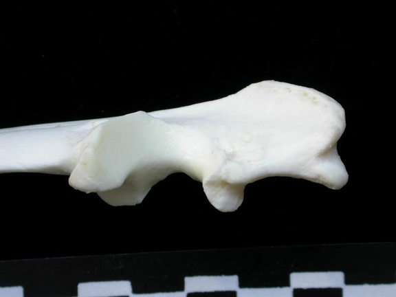 Ulna : partie proximale (13930 visites) Lynx lynx - Jeune adulte - Élément gaucheCollection : P. Fosse - Pays : Pologne
Ulna : partie proximale